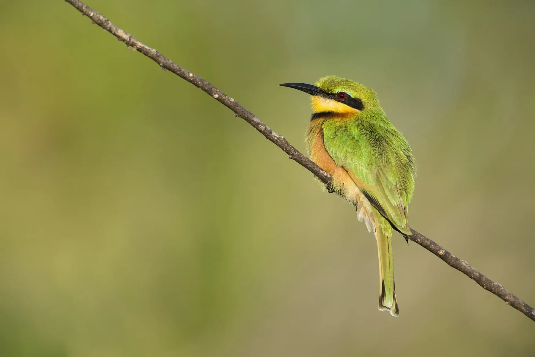 Bee Eater